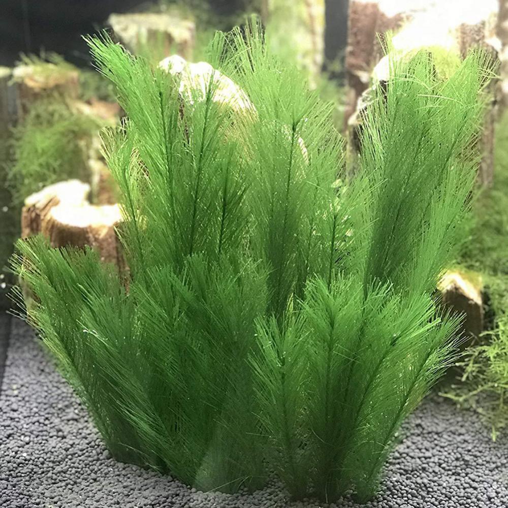 Aquarium Plants Live - 1/3 Uds 28/40cm acuario pecera hierba