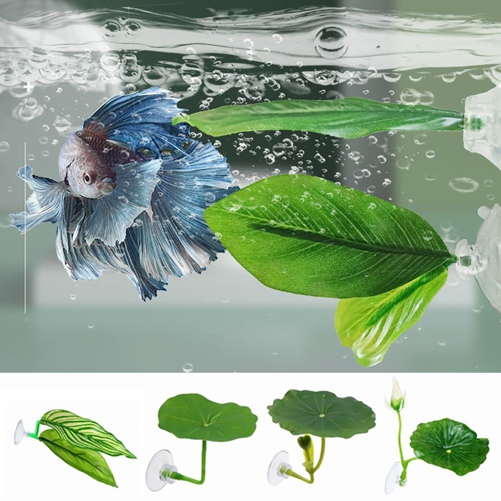 Hoja de descanso de pescado Be - Aquarium Plants Live reseña y precio
