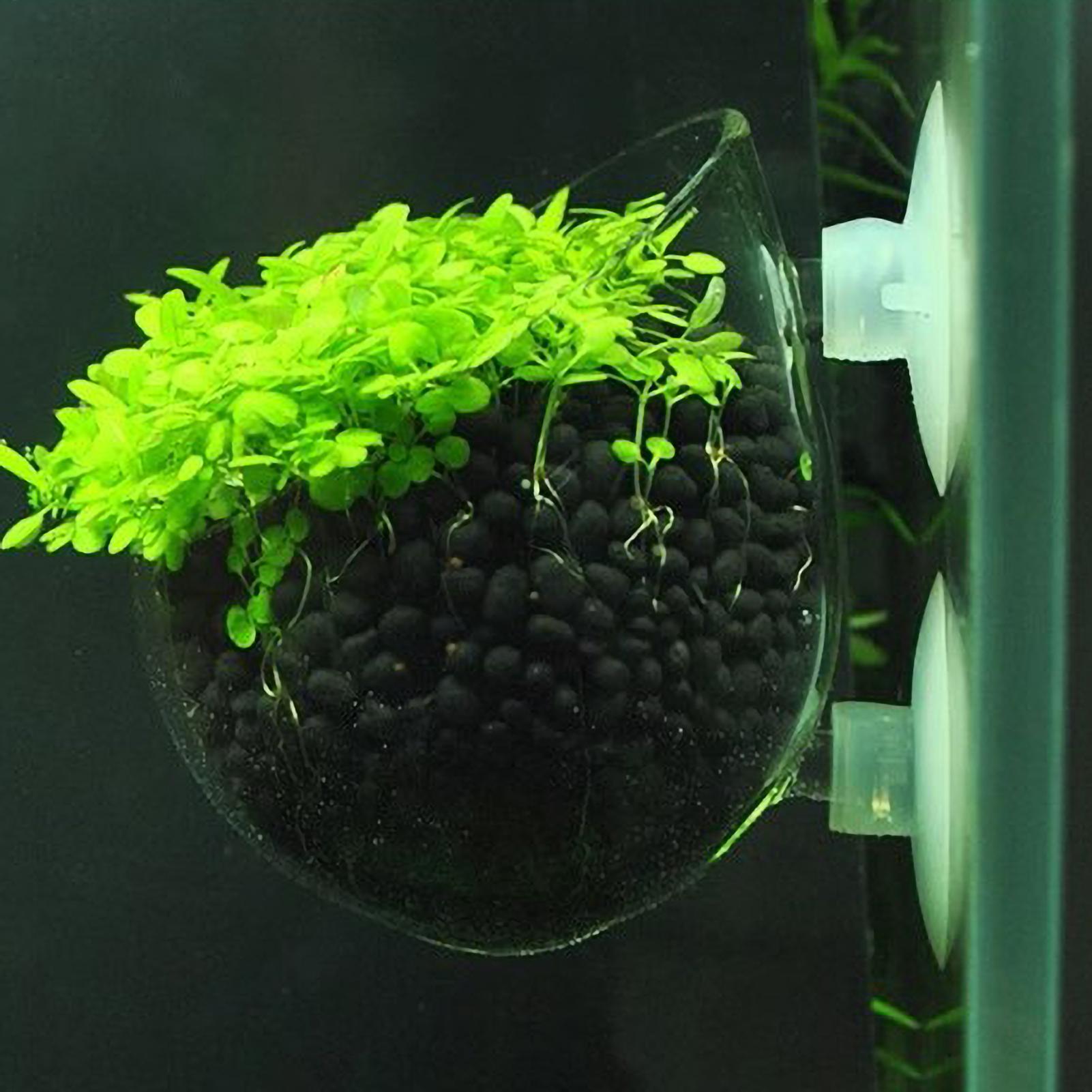 Soporte para Plantas de Acuari - Plant Aquarium Pot reseña y precio