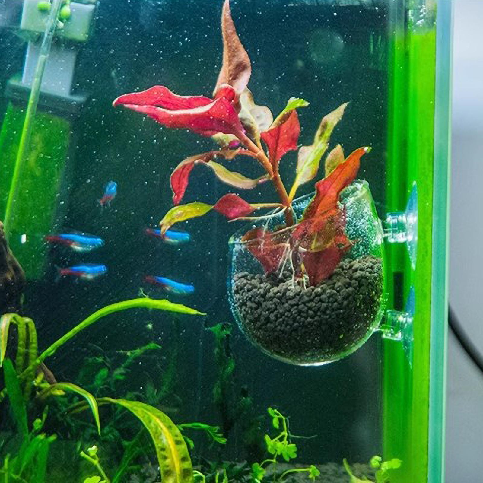 Soporte para Plantas de Acuari - Plant Aquarium Pot reseña y precio