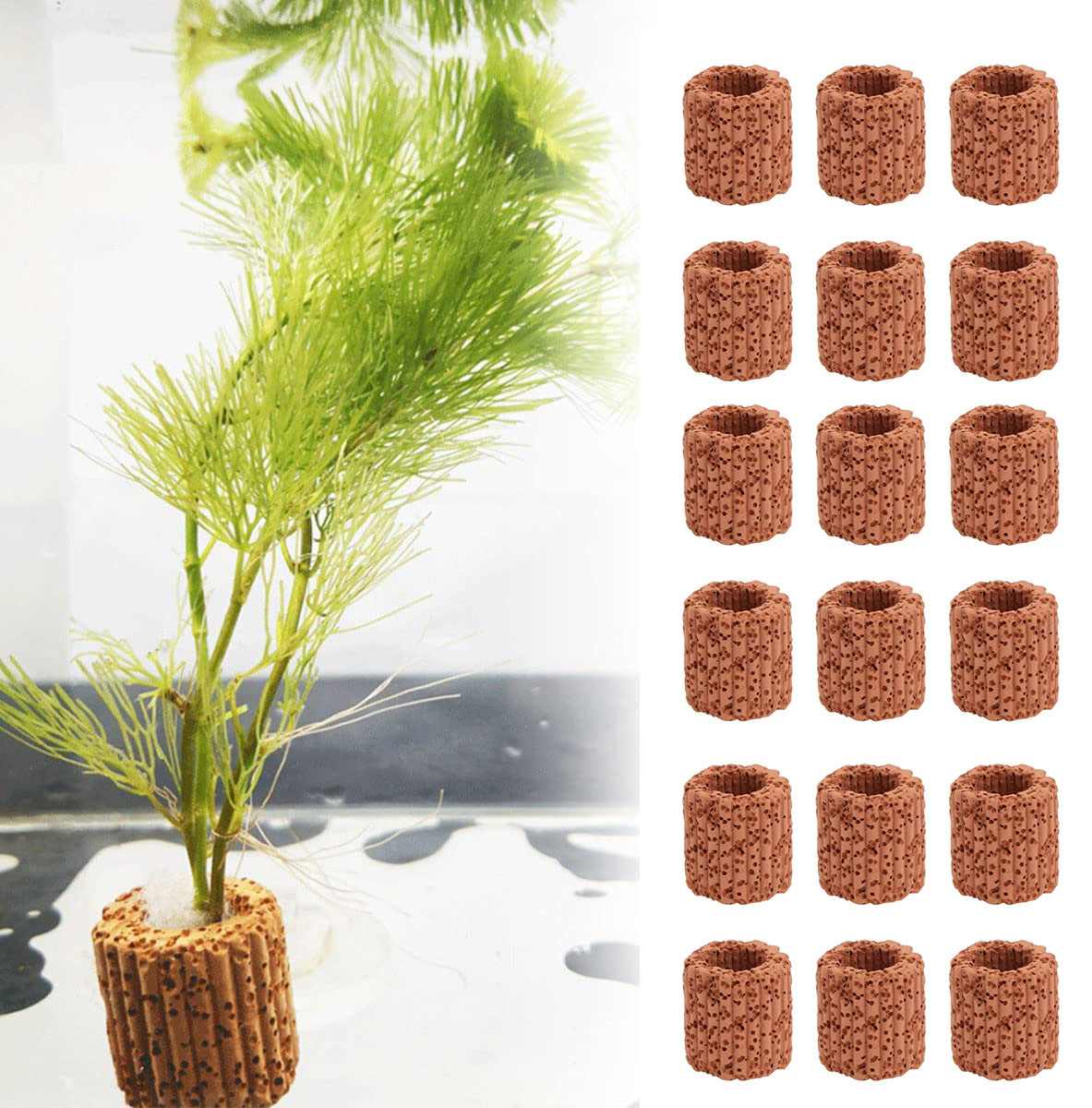Anillo fijo para plantas acuát - Aquarium Plants Live reseña y precio