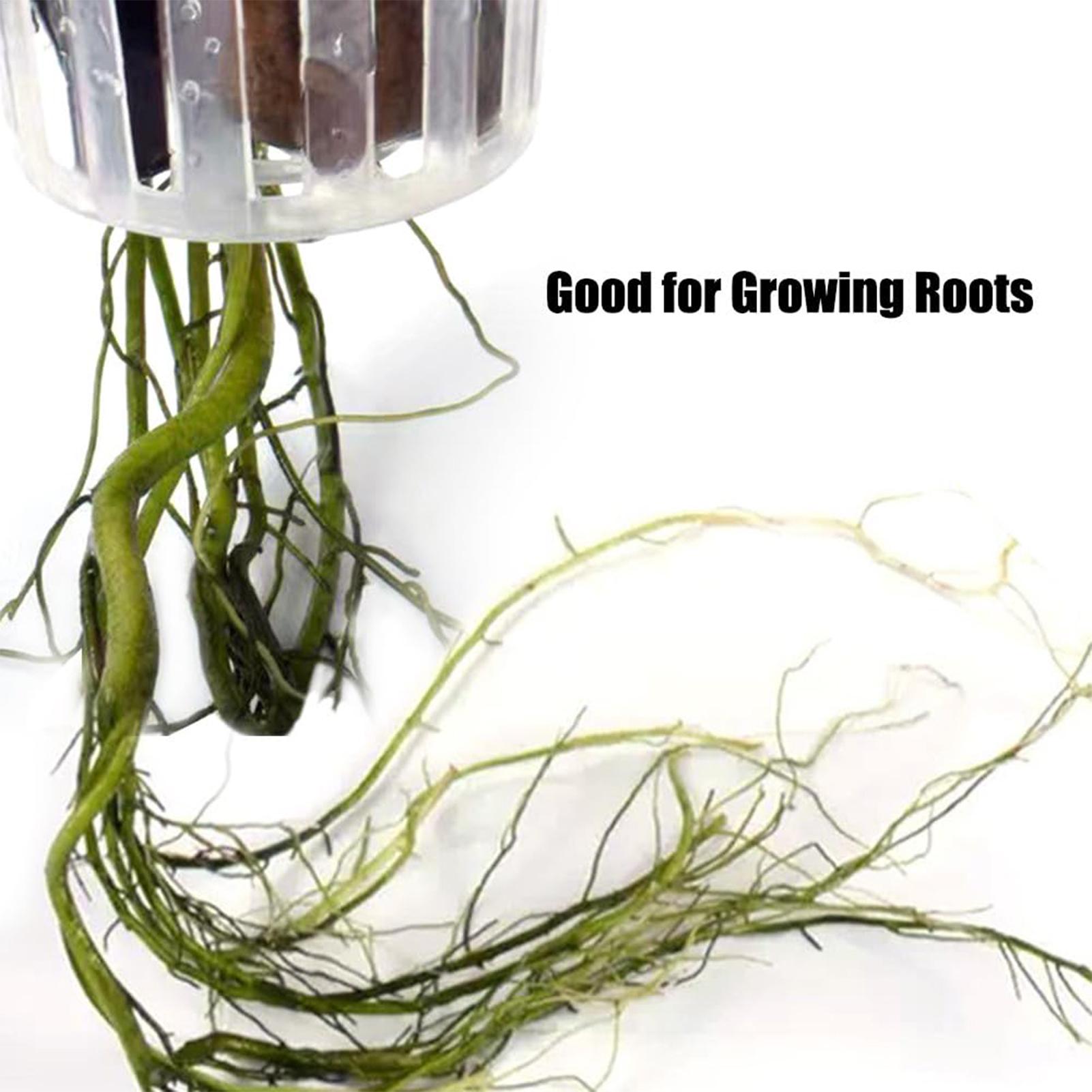 2 unidades de soporte para pla - Aquarium Plant Holder reseña y precio