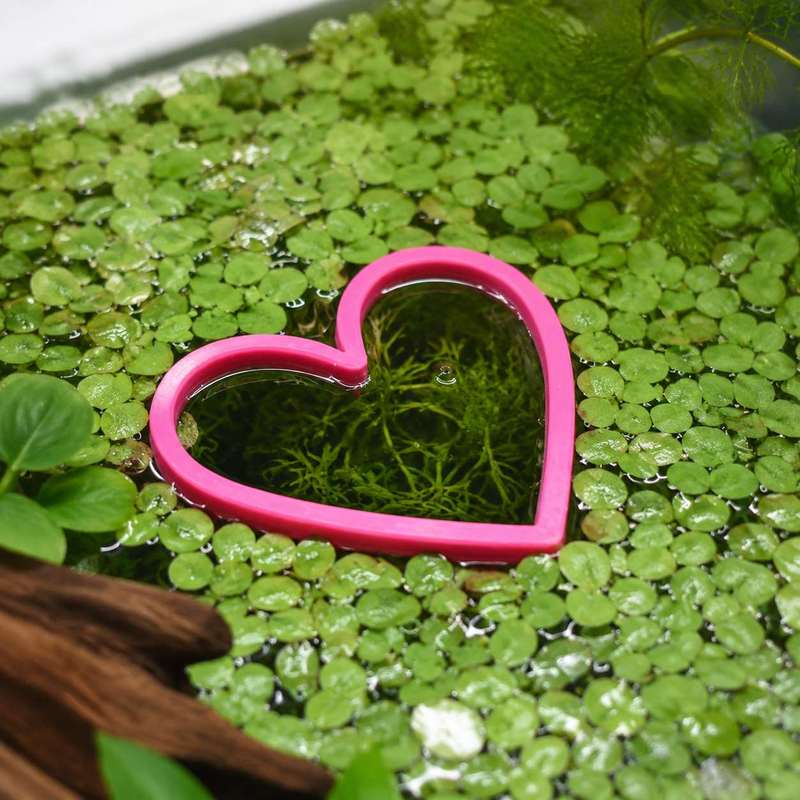 Anillo Flotante en Forma de Co - Aquarium Fertilizer reseña y precio