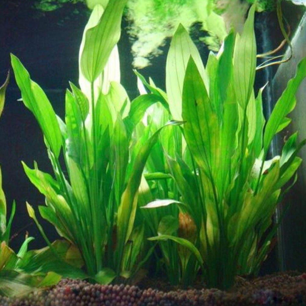 Plantas artificiales de decora - Live Plant Aquarium reseña y precio