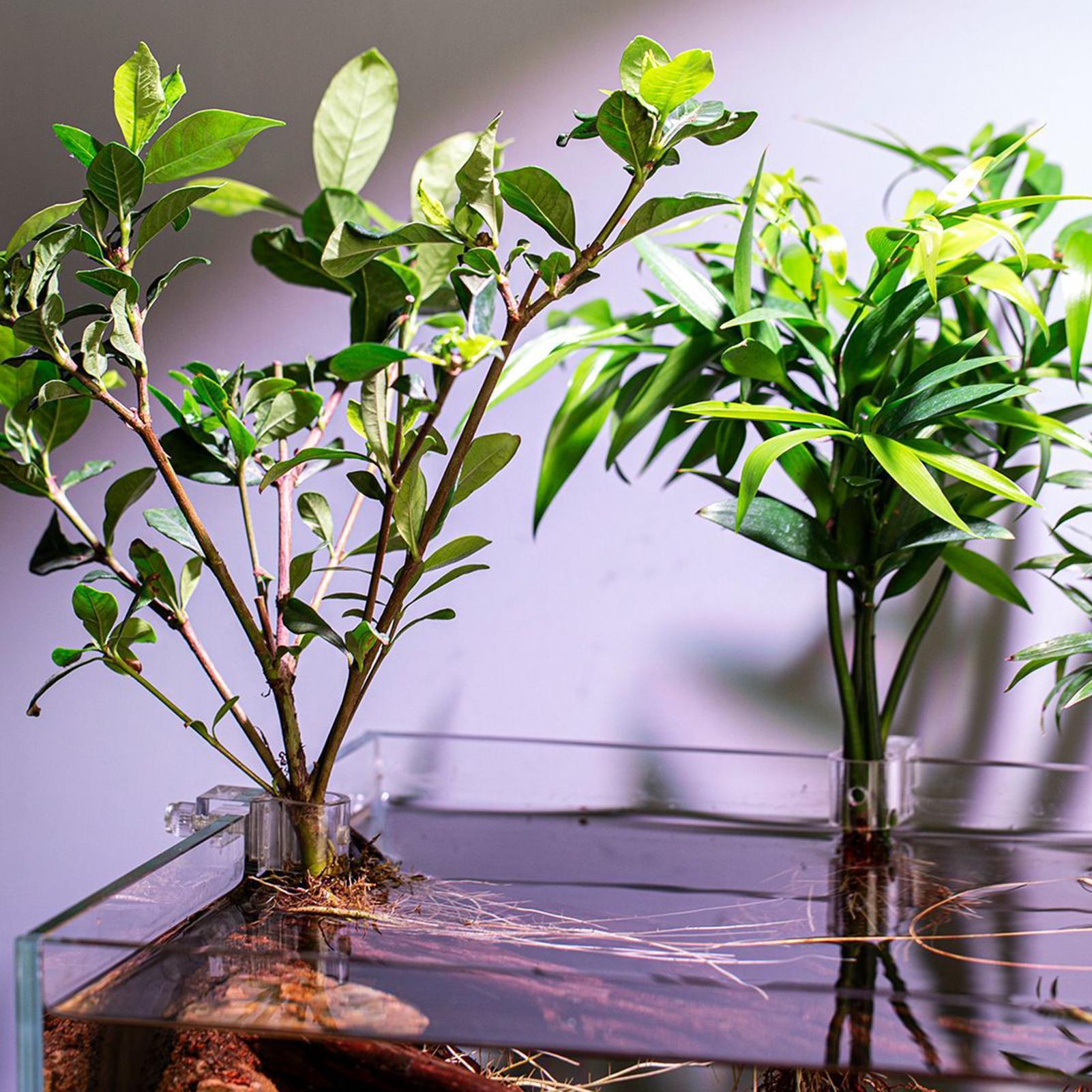 Soportes para plantas de acuar - Aquarium Plants Live reseña y precio