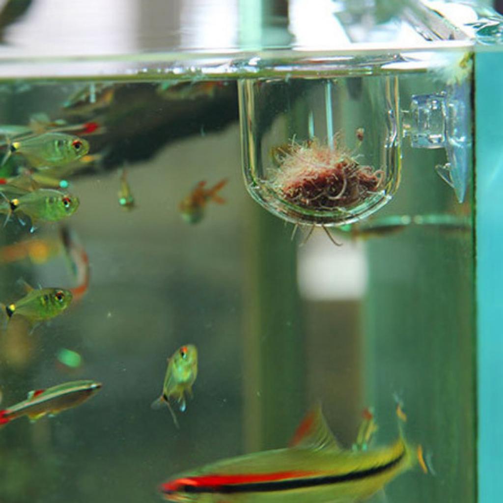 Cesta para alimentar peces, ma - Plant Aquarium Pot reseña y precio